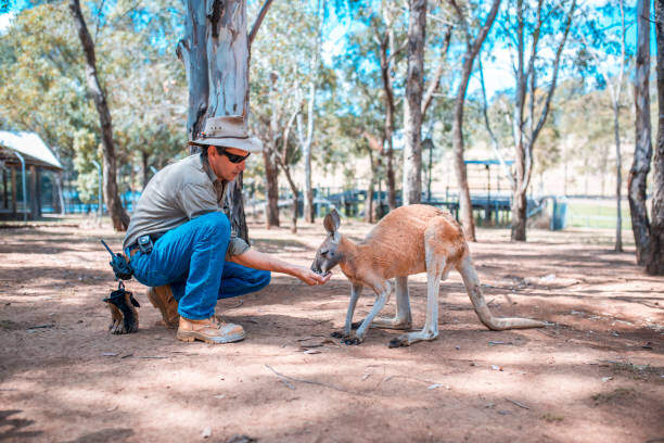 Keeper feeding kangaroo on a farm.