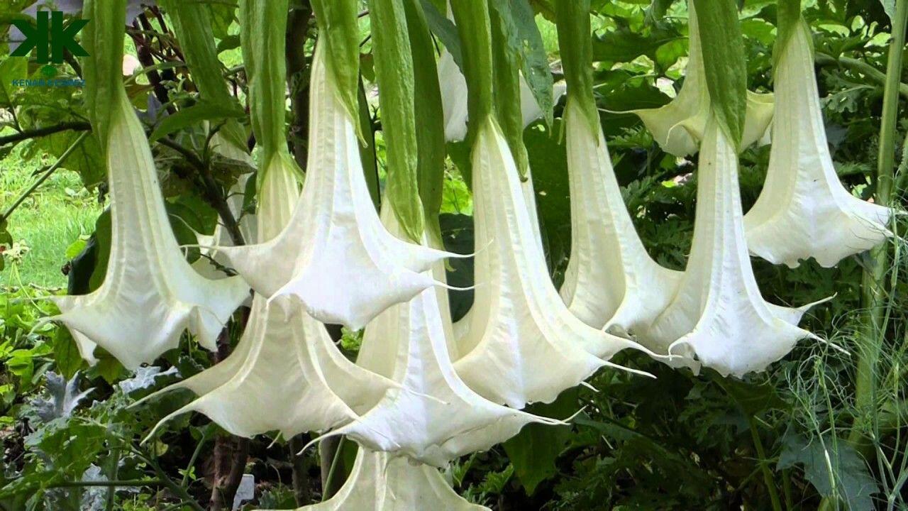 Angel Trumpet