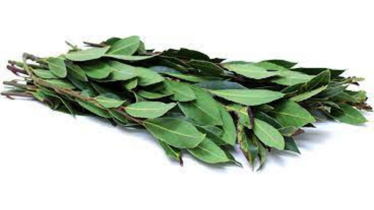 Bay leaf