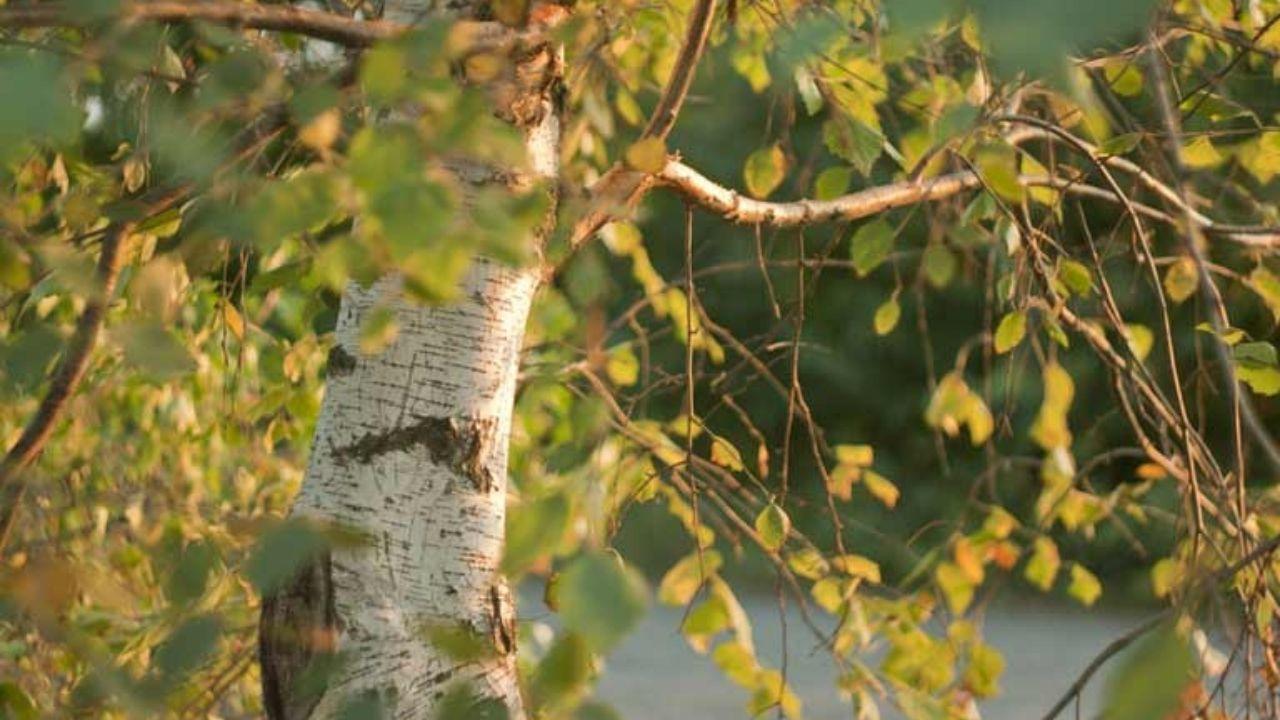birch