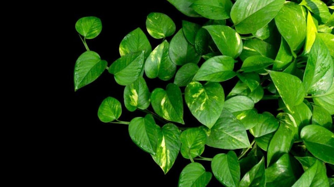 Pothos