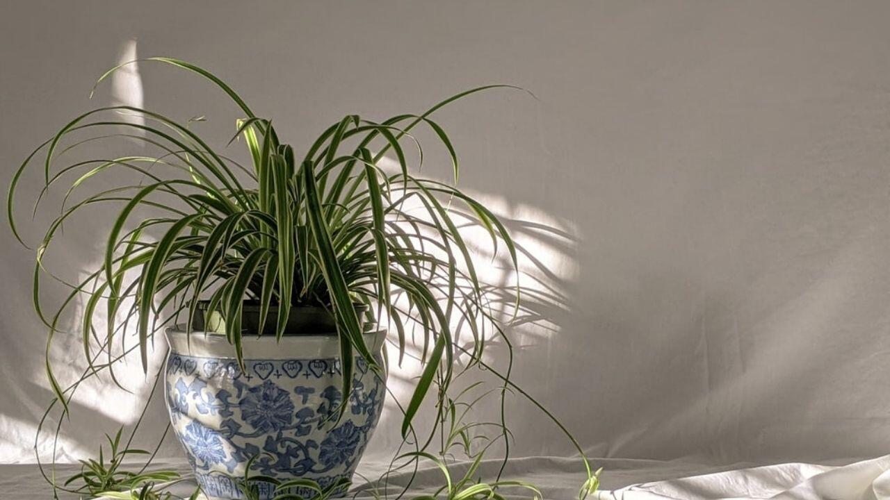 Spider Plants