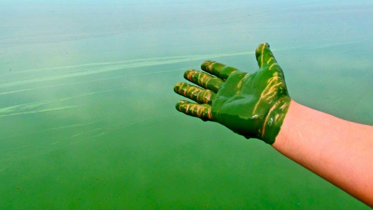 Green Algae Facts