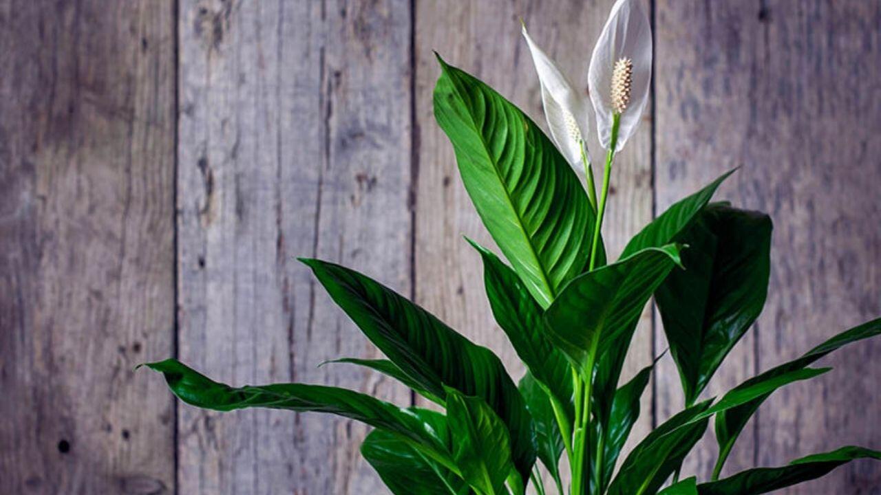 Peace Lilies