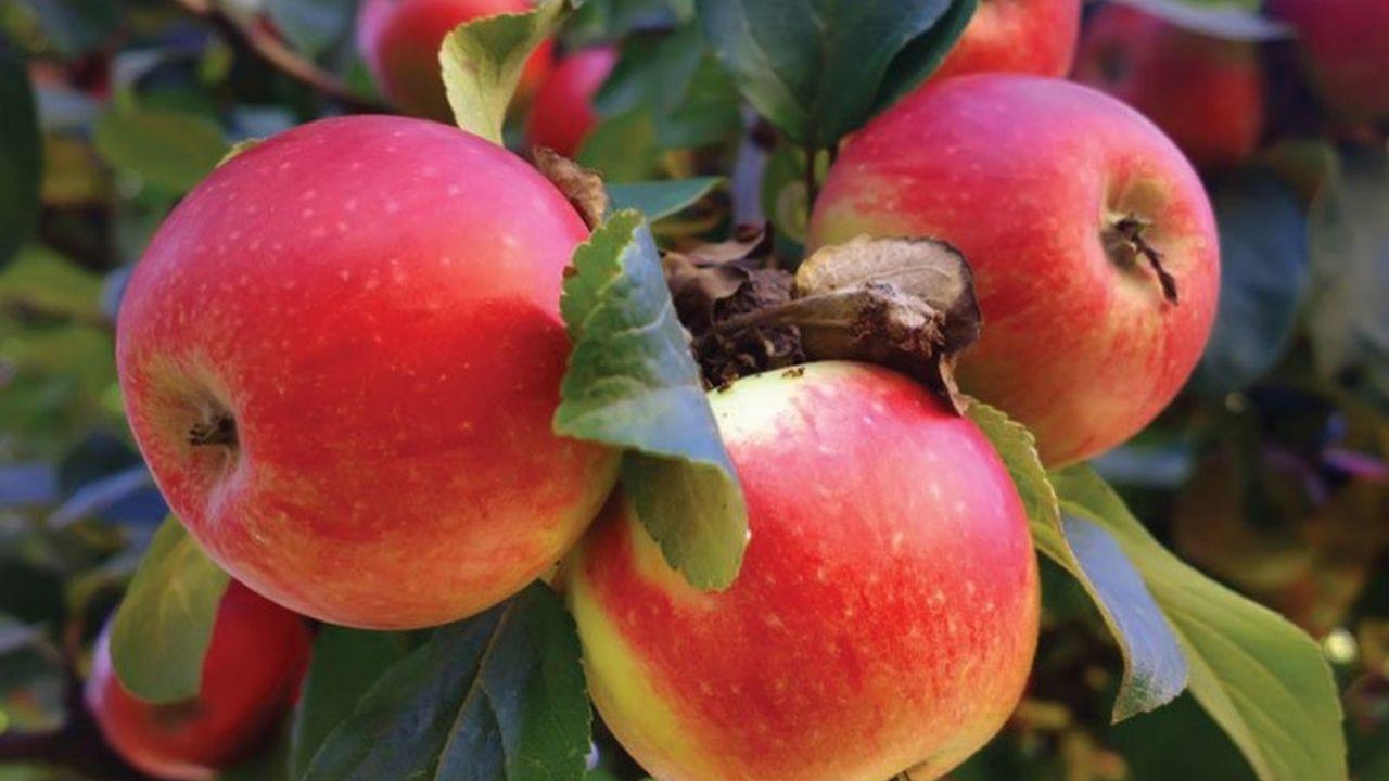 Apple
