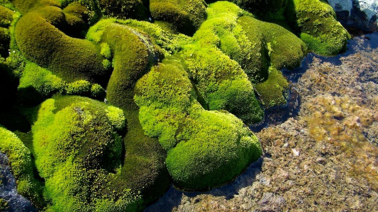 mosses