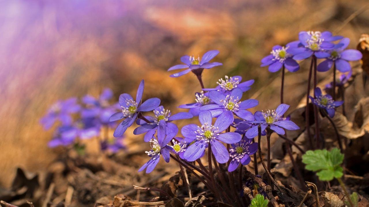liverworts