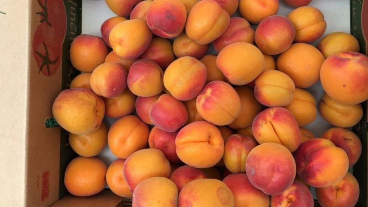 Apricot
