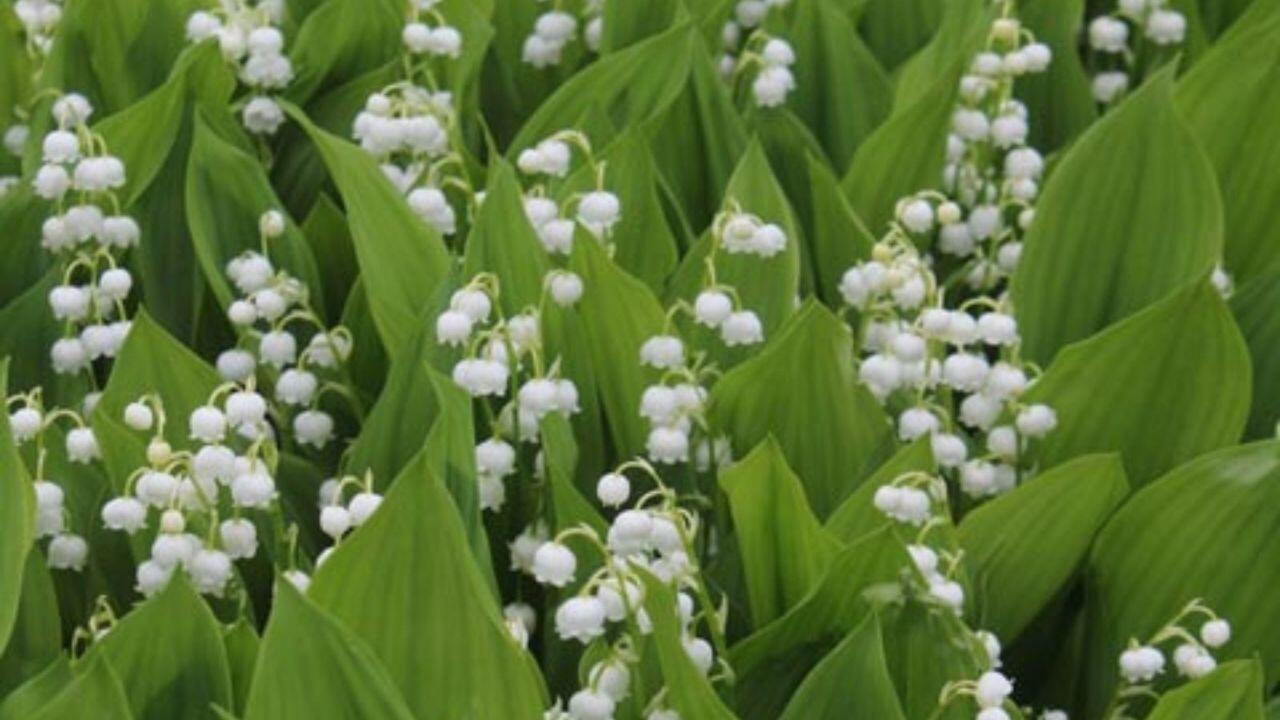 Poisonous plant