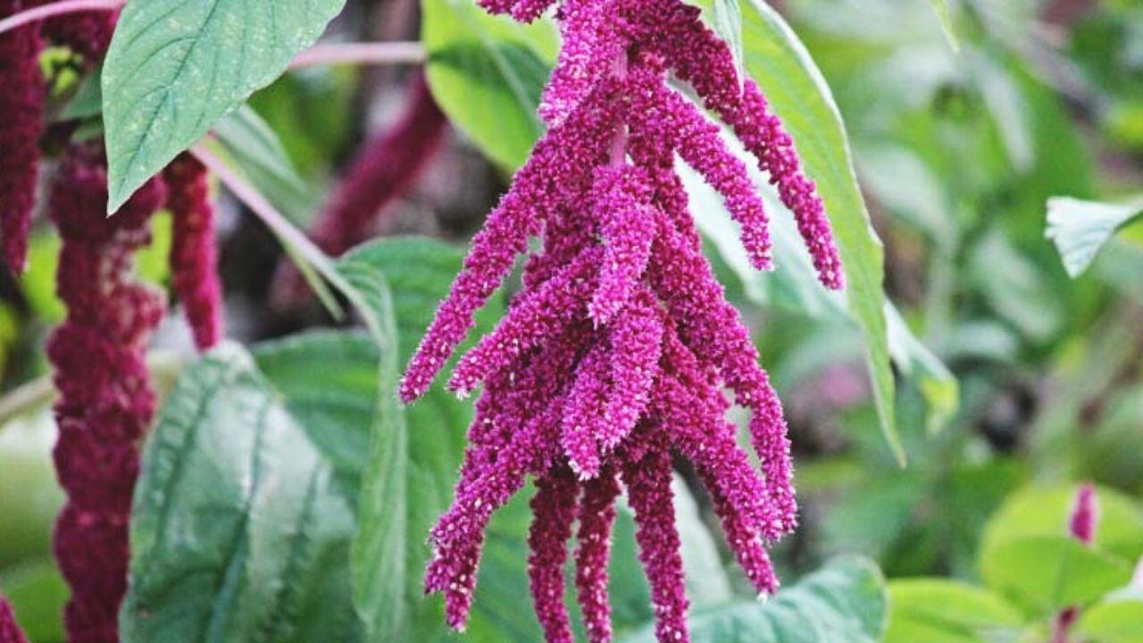 Amaranth