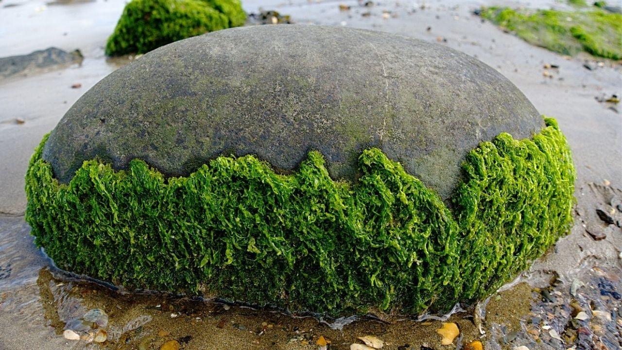 Algae