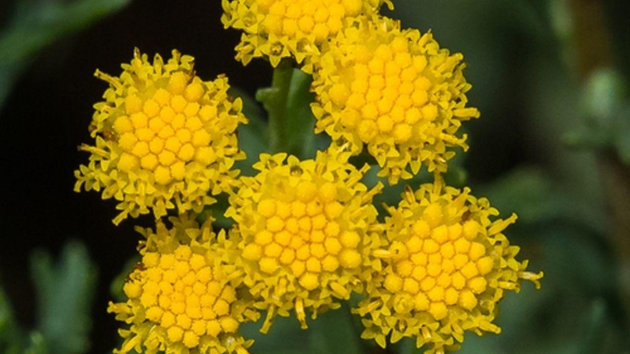 African Sheepbush
