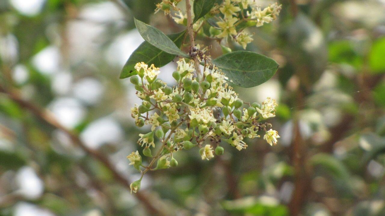 Lawsonia inermis