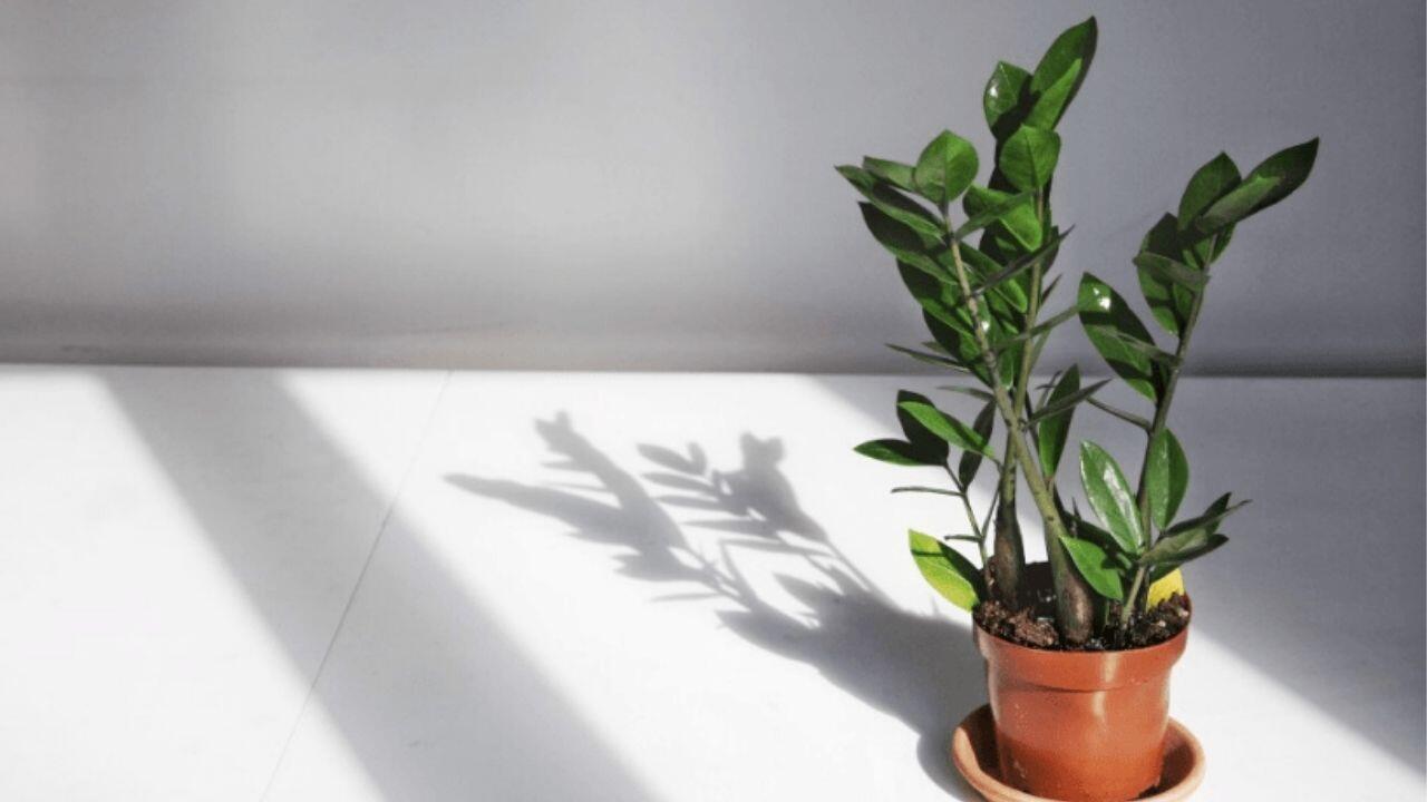 ZZ Plant
