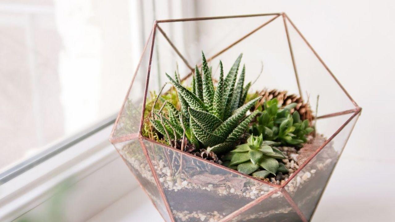 gifts for plant lovers