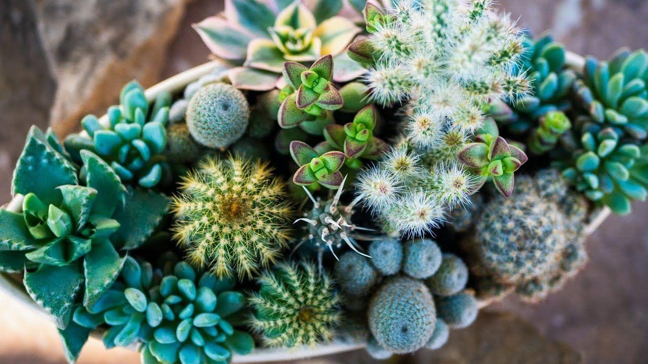 Cacti and Succulents