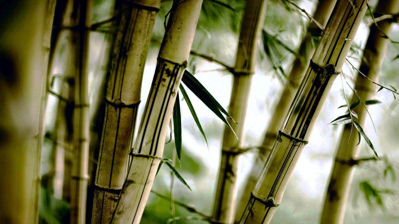 Bamboos