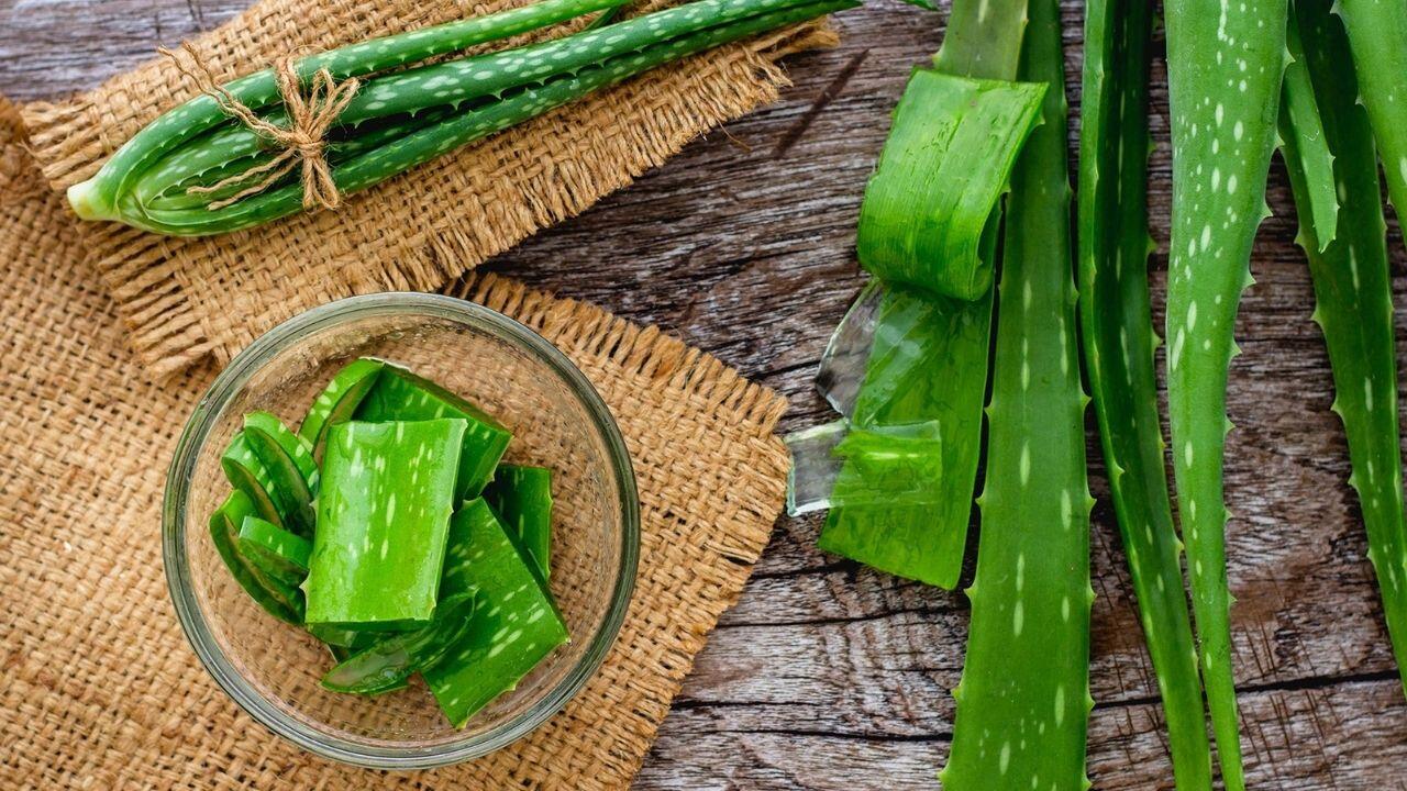 Aloe Vera