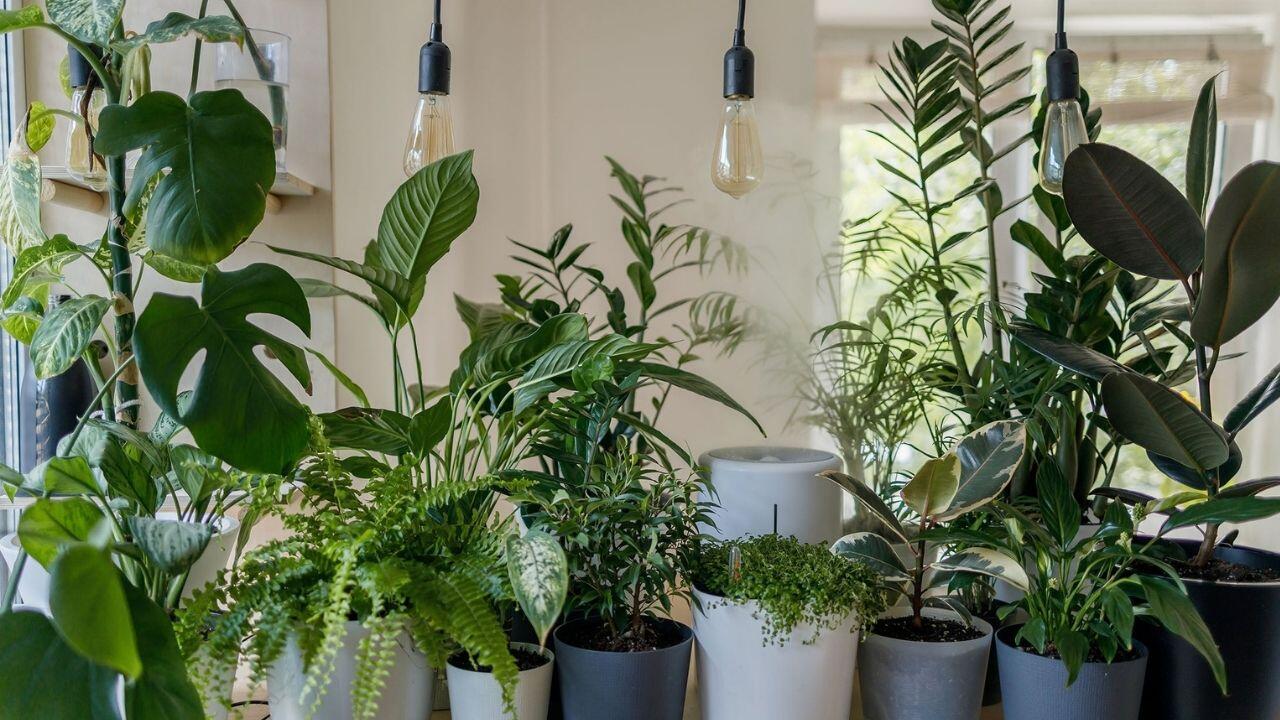 new plant parent gifts