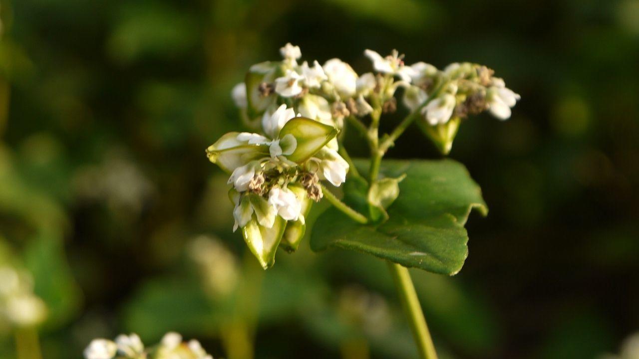 Edible Seeds